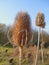 Teasel Dipsacus Seed Heads on Sunny Day