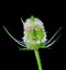 Teasel flower