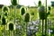 Teasel flowers