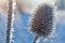 Teasel on frost