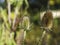 Teasel and Hairy shieldbug