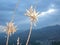 Teasel plant against blue sky in Andalusian countryside