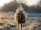 Teasel Seed Head and Frost