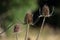 Teasel seed heads