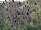 Teasel seedheads with autumn foliage