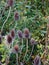 Teasel seedheads with green leaves and autumn foliage