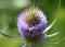 Teasel Thistle Flower closeup - Dipsacus sativus