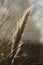 Teasel and wild grasses with out of focus background