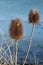 Teasel in Winter