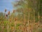 Teasels in Barlow Common Nature Reserve, North Yorkshire, England