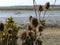 Teasels on the beach, Chichester harbour, Sussex, England, UK.
