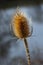 Teasels Dipsacus, Sunlit with Sunshine. Sunny wild teasle head, copy space in the background