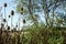 Teasels in Hedgerow