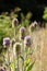 Teasels, teazel, teazle, Dipsacaceae