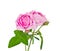 Teaspoon pink rose