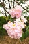 Tebebuia Flower (Pink trumpet) blooming