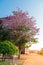 Tebebuia Flower (Pink trumpet) blooming,