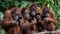 Tech-Savvy Troupe: Orangutans Embrace the Digital Age
