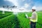 .Technician farmer use wifi computer control agriculture drone fly to sprayed fertilizer on the green tea fields, Smart farm 4.0