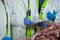 Technician using digital tablet while examining meat