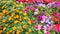 Technicolor Exhibition flowers-II