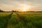 Technological path in barley cereal and sunset