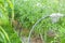 The technology of growing tomatoes in a greenhouse made of agrofiber and with drip irrigation at home with your own hands