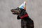 Teckel dog with birthday hat looking aisde with deep look
