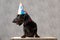 Teckel dog with birthday hat looking aside pensive