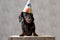 Teckel dog with birthday hat looking down sad