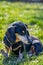 A teckel dog with black fur standing in the grass