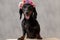 Teckel dog with flowers headband panting