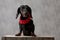 Teckel dog sitting on wooden board and looking away pensive