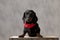 Teckel dog sitting on wooden board and looking at camera