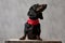 Teckel dog sitting on wooden board and looking up