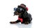 Teckel dog with sunglasses,hat,bowtie looking away with humble