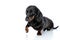 Teckel puppy dog with black fur playfully raising his paw