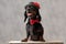 Teckel puppy dog with hat and red bowtie panting