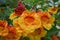 Tecoma `Orange Jubilee`, Orange Jubilee Esperanza, Orangebells