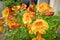 Tecoma `Orange Jubilee`, Orange Jubilee Esperanza, Orangebells