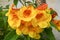 Tecoma `Orange Jubilee`, Orange Jubilee Esperanza, Orangebells