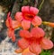 Tecoma Peach Flowers