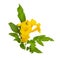 Tecoma stans. Common names include yellow trumpetbush, yellow bells, yellow elder, ginger-thomas. Isolated