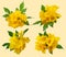 Tecoma stans flower isolated  background