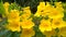 Tecoma stans have known as yellow trumpetbush and yellow bells.