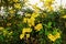 Tecoma stans a species of flowering shrub in the trumpet vine family, Bignoniaceae.