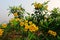 Tecoma stans a species of flowering shrub in the trumpet vine family, Bignoniaceae.