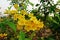 Tecoma stans a species of flowering shrub in the trumpet vine family, Bignoniaceae.