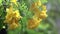 Tecoma stans, Yellow Bell, Ornamental Africa, Yellow Flowers with water drops after the rain fall