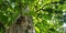 tectona grandis big green tree defocused baground